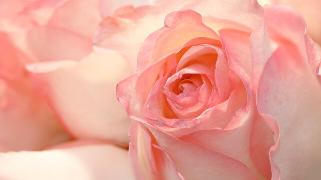 Close up rose flower, delicate macro petals peach cream pastel colors, natural flowery background.