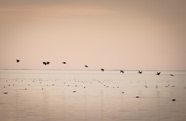Birds flying in line above the water 