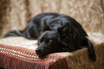 Eowyn, cagnolina domestica