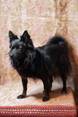 Eowyn, cagnolina domestica