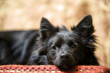 Eowyn, cagnolina domestica