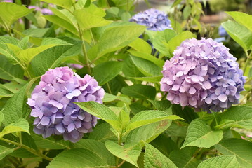 Colourfull hortensia (hydragea) flowers in full bloom, delicate petals and grean leaves