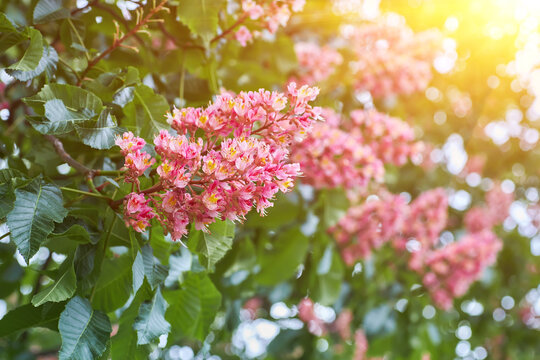 Natural spring background. Blooming pink chestnut close-up.