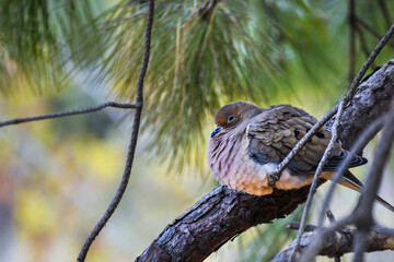 mourning dove on the pine tree branch