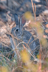 rabbit in the grass