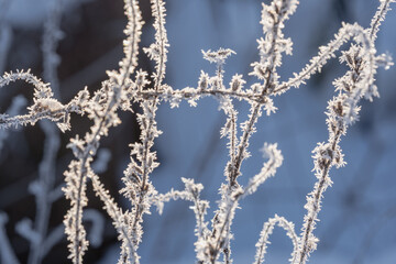abstract frost covered garden plants background.