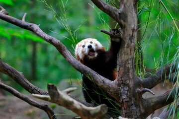 Portrait of adult Red panda - Ailurus fulgens