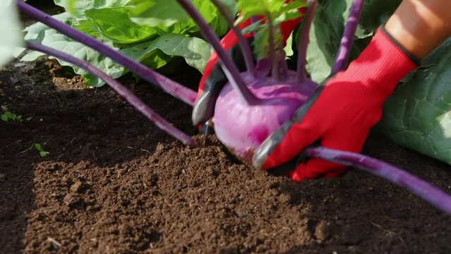 A gardener in red gloves harvests kohlrabi. Women s hands pull the cabbage out of the ground. Farming, vegetarianism and healthy food concept