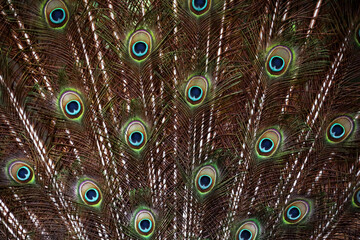 Obraz premium peacock feathers