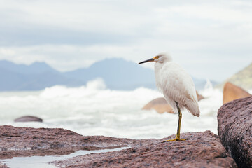 heron on the beach