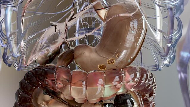 Human Stomach Anatomy Digestion, concept of the intestine, From the mouth to the intestines, laxative, traitement of constipation, esophagus, swallowing and the digestion of food, 3D reander	