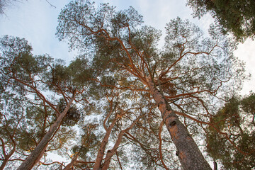 Winter conifer trees bottom view 