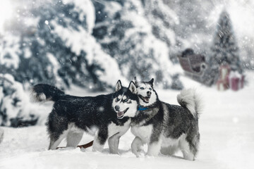 Portrait of a Siberian husky, friendship forever. Pet. Husky