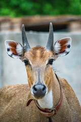 Naklejka na ściany i meble Nilgai in the zoo, antelope