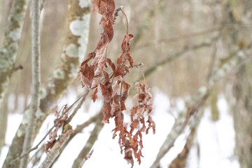 Dry dead leaves in winter forest