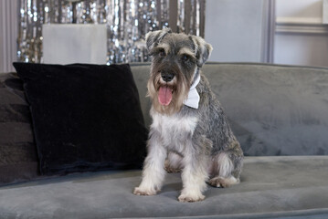 miniature schnauzer in a bow tie sits on the couch