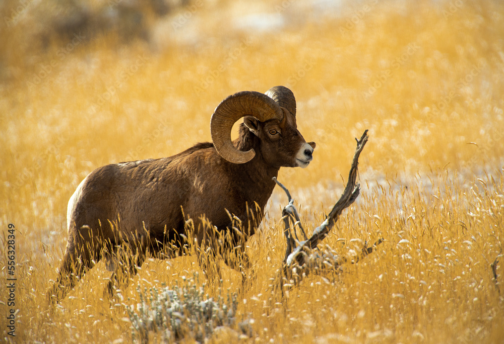 Canvas Prints Big Horn Sheep