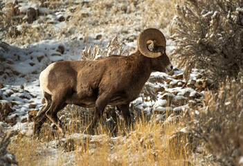Big Horn Sheep