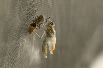 Dragonfly that turns from the pupa into the insect