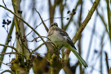 mocking bird on a branch