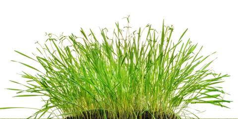 Green lush grass close up. Panoramic view isolated png with transparency