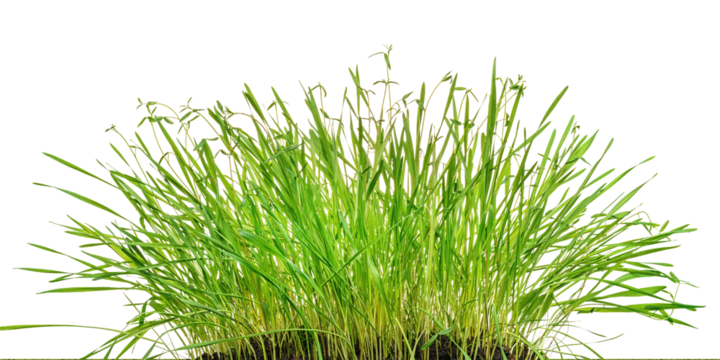 Green lush grass close up. Panoramic view isolated png with transparency