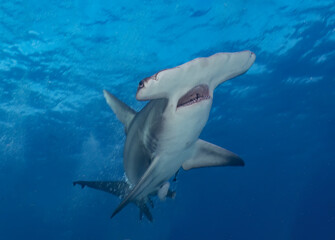 Fototapeta premium A Great Hammerhead (Sphyrna mokarran) in Bimini, Bahamas