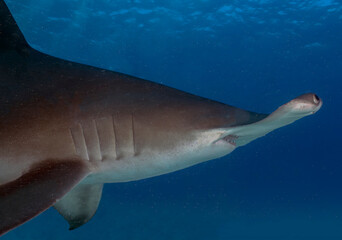 Obraz premium A Great Hammerhead (Sphyrna mokarran) in Bimini, Bahamas