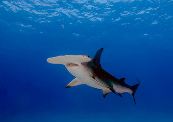 A Great Hammerhead (Sphyrna mokarran) in Bimini, Bahamas