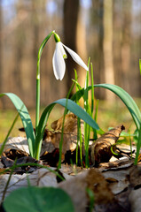 Young snowdrops in early spring in the forest