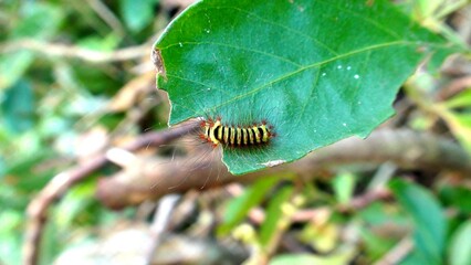 larva de borboleta ou mariposa lepidoptera inseto lagarta