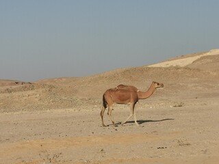 Camels in the desert of Oman Salalah