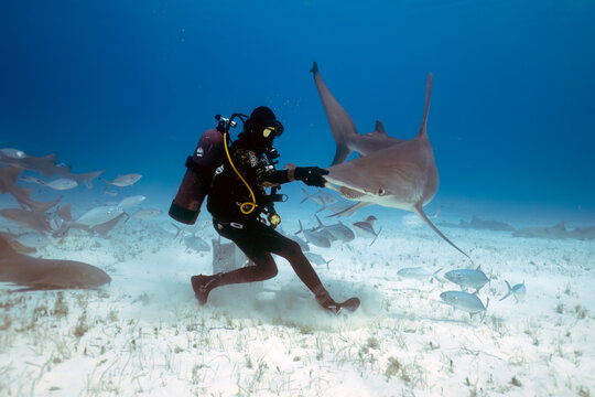 Divers interacting with Great Hammerheads (Sphyrna mokarran) in Bimini, Bahamas
