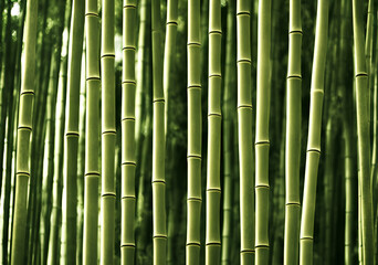 Illustration of bamboo forest, generative ai