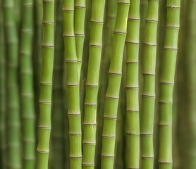 Obraz premium Illustration of bamboo forest, generative ai