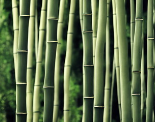 Obraz premium Illustration of bamboo forest, generative ai