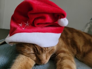 Chat de noël  © Laurie