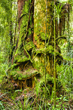 Huge tree trunk, overgrown with mosses, ferns and epiphytes, in the subtropical rainforest of Waipoua, Northland, North Island, New Zealand
