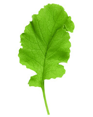 Naklejka premium radish Leaf, isolated on white background, clipping path, full depth of field