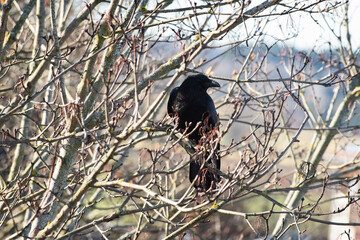 Männlicher Rabenkrähe beobachtet seine Umgebung auf einem gefrorenen Baum an einem kalten...