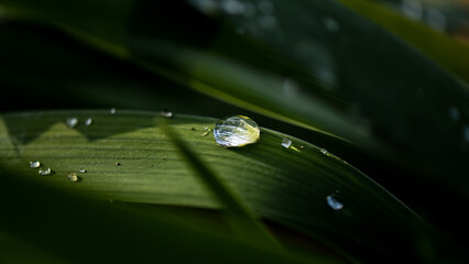 Close-up of a small shiny water drop on a fresh leaf after a light rain
