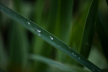Close-up of a small shiny water drop on a fresh leaf after a light rain
