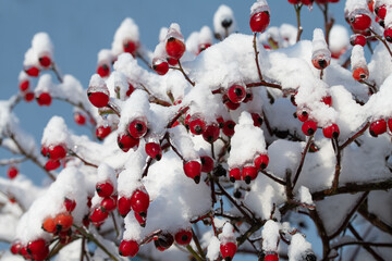 A bush of red rose hips is covered in snow and ice in winter, against a blue sky