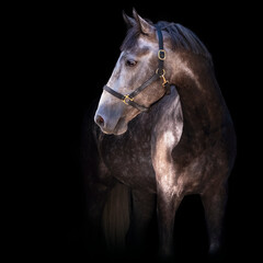 Portrait of a gray horse. Close-up. A thoroughbred horse of the Oryol Trotter breed. Black...