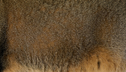 Gray cat fur texture, full frame