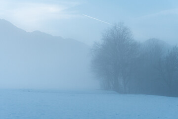 Fototapeta na wymiar trees in the fog with snow