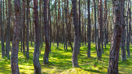 Fabulous dancing forest on green moss illuminated by rays of sunlight on the Curonian Spit, Kaliningrad region, Russia. Trunks of pine trees covered with moss in the forest or woods near of Baltic Sea