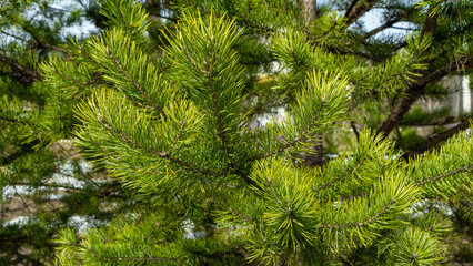 Branches of a young pine tree growing in a clearing in a winter forest. Christmas tree