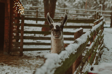 llama in the winter © Marcelina