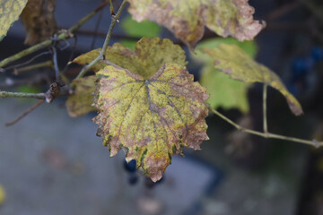 Fall leaves in the foreground and blurred background.